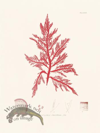 Bradbury Seaweed 076